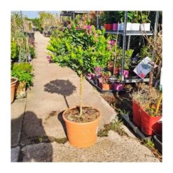 Polygala Myrtifolia 11 Polygala Myrtifolia -Jardín Y Exteriores polygala myrtifolia 5