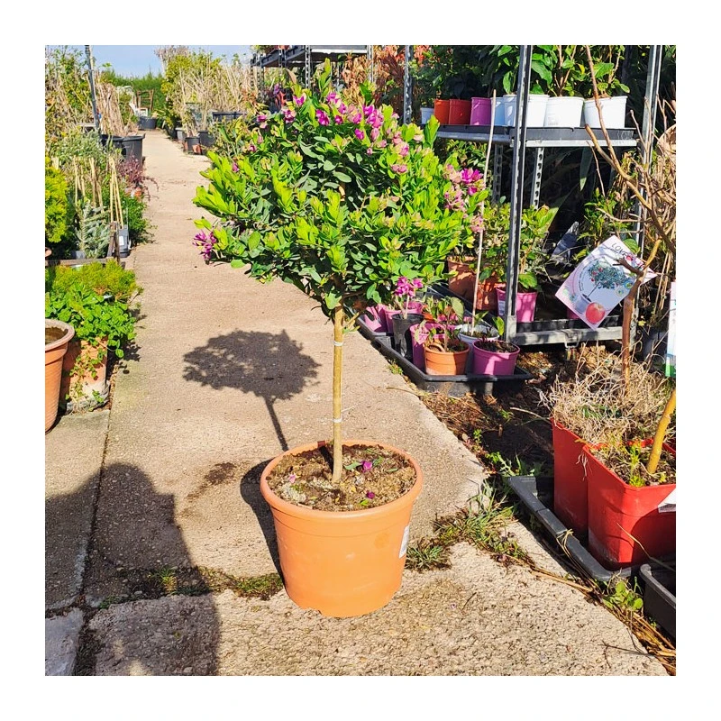 Polygala Myrtifolia 6 Polygala Myrtifolia - Imagen 6