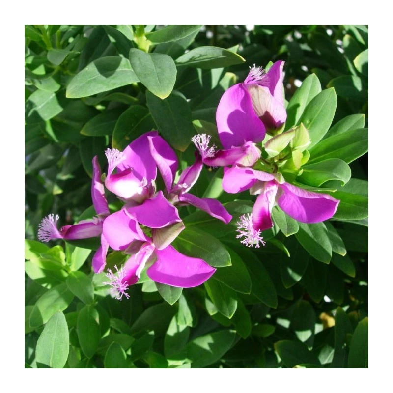 Polygala Myrtifolia 1 Polygala Myrtifolia