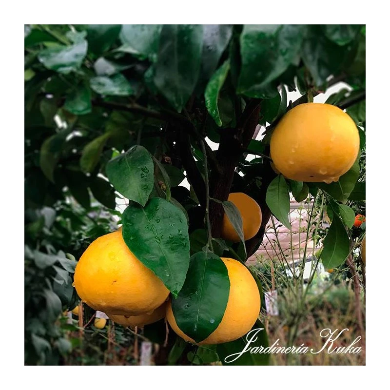 Pomelo Rio Red 1 Pomelo Rio Red