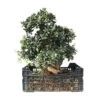 Pre-Bonsai Olea Europaea 26 Años