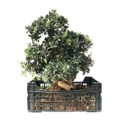 Pre-Bonsai Olea Europaea 26 Años