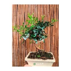 Bonsái Pistacia Lentiscus