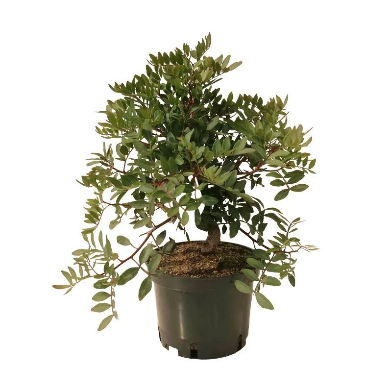 Pre- Bonsai Pistacia Lentiscus 8 Años 2 Pre- Bonsai Pistacia Lentiscus 8 Años - Imagen 2