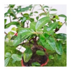 Bonsái Pyracantha Coccinea