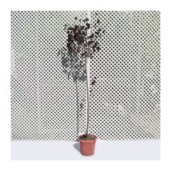 Prunus Pisardi -Jardín Y Exteriores prunus pisardi 2