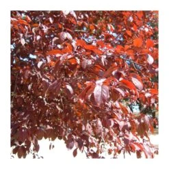 Prunus Pisardi -Jardín Y Exteriores prunus pisardi 3
