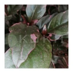 Pseuderantheumum Atropurpureum