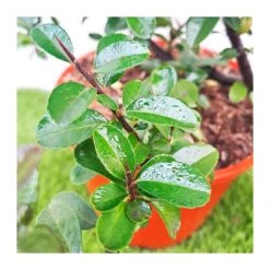Pyracantha Coccinea Red Column
