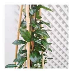 Pyracantha Soleil D´or -Jardín Y Exteriores pyracantha soleil dor 2