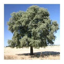Quercus Ilex