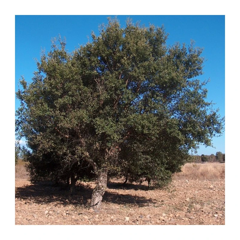 Quercus Suber 1 Quercus Suber