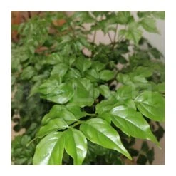 Radermachera Sinica -Jardín Y Exteriores radermachera sinica 2