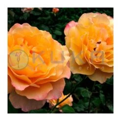 Rosal Adolf Horstman