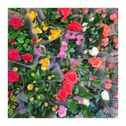 Rosal Mini Kordana -Jardín Y Exteriores rosal mini kordana 2