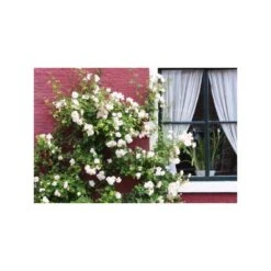 Rosal Trepador Camelia