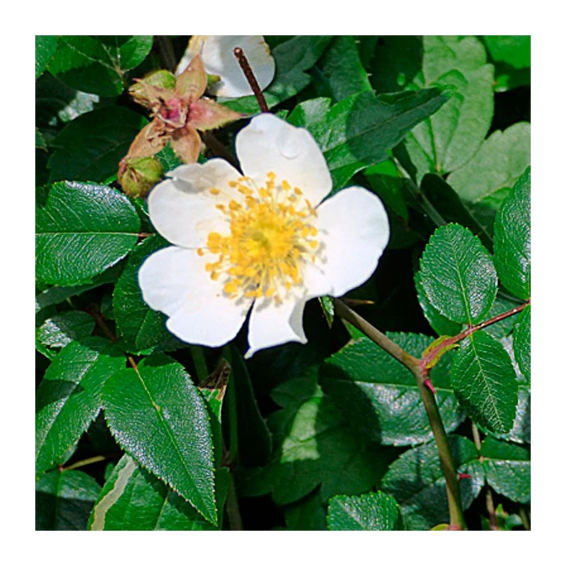 Rosal Wichuraiana 1 Rosal Wichuraiana