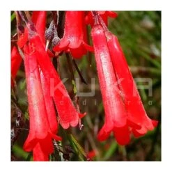 Russelia Equisetiformis Rojo -Jardín Y Exteriores russelia 2