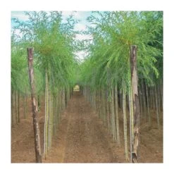 Salix Alba Vitellina EJEMPLAR -Jardín Y Exteriores salix alba vitellina 2