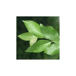 Salix Caprea -Jardín Y Exteriores salix caprea 1