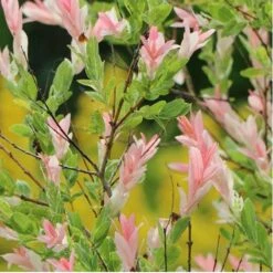 Salix Integra Hakuro Nishiki