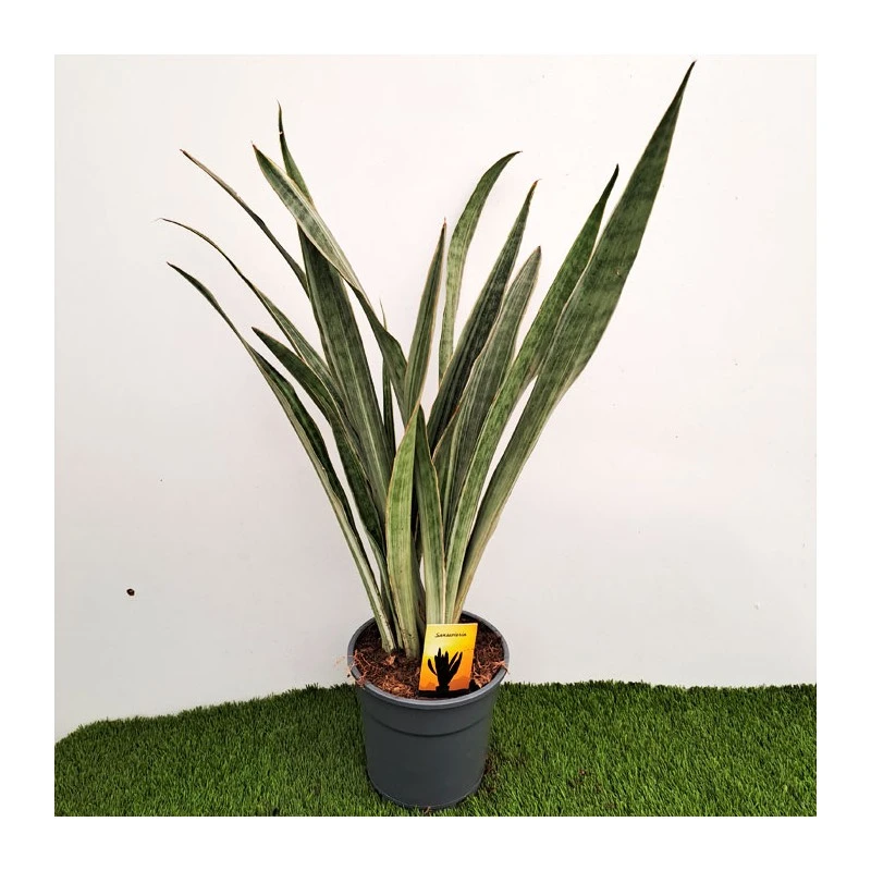 Sansevieria Metallica 2 Sansevieria Metallica - Imagen 2