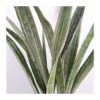 Sansevieria Metallica