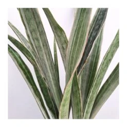 Sansevieria Metallica
