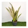 Sansevieria Trifasciata Aubrytiana Lau