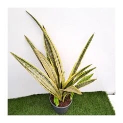 Sansevieria Trifasciata Aubrytiana Lau -Jardín Y Exteriores sansevieria trifasciata aubrytiana lau 2
