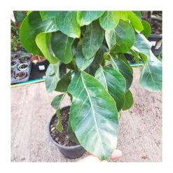 Schefflera Actinophylla EJEMPLAR -Jardín Y Exteriores schefflera actinophylla 5