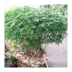 Bonsái Schefflera Arboricola -Jardín Y Exteriores schefflera actinophylla 8