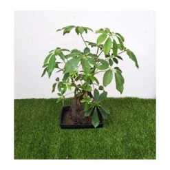 Schefflera Arboricola En Piedra