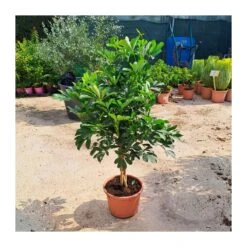 Schefflera Arboricola Trenzado