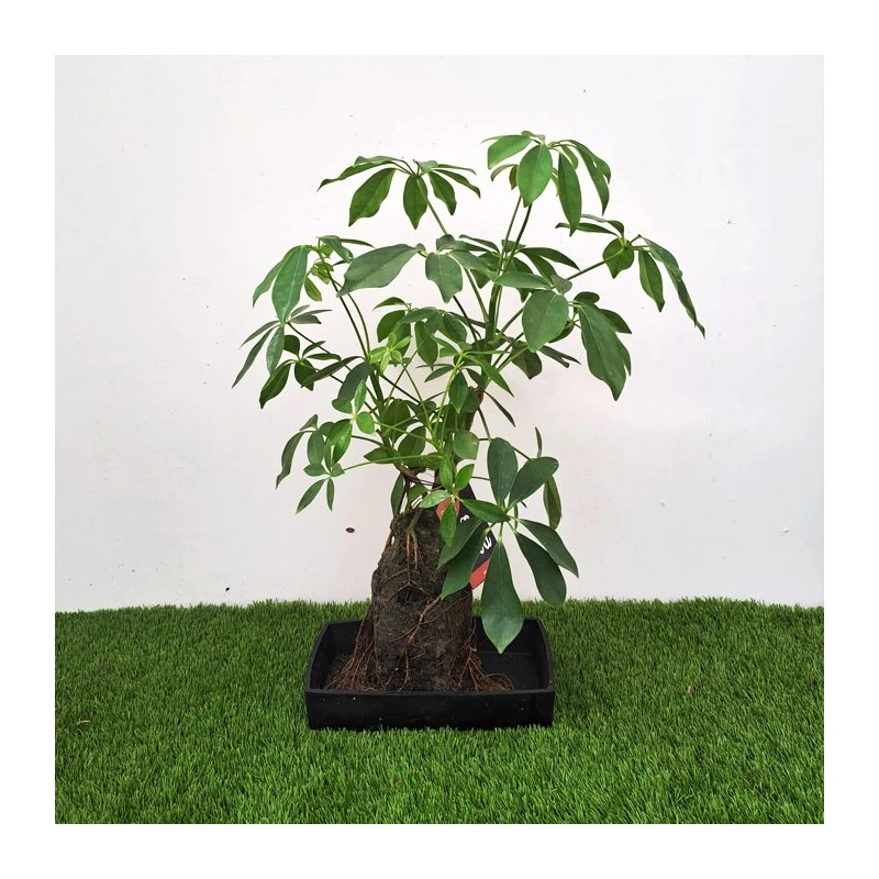 Schefflera Arboricola En Piedra 2 Schefflera Arboricola En Piedra - Imagen 2