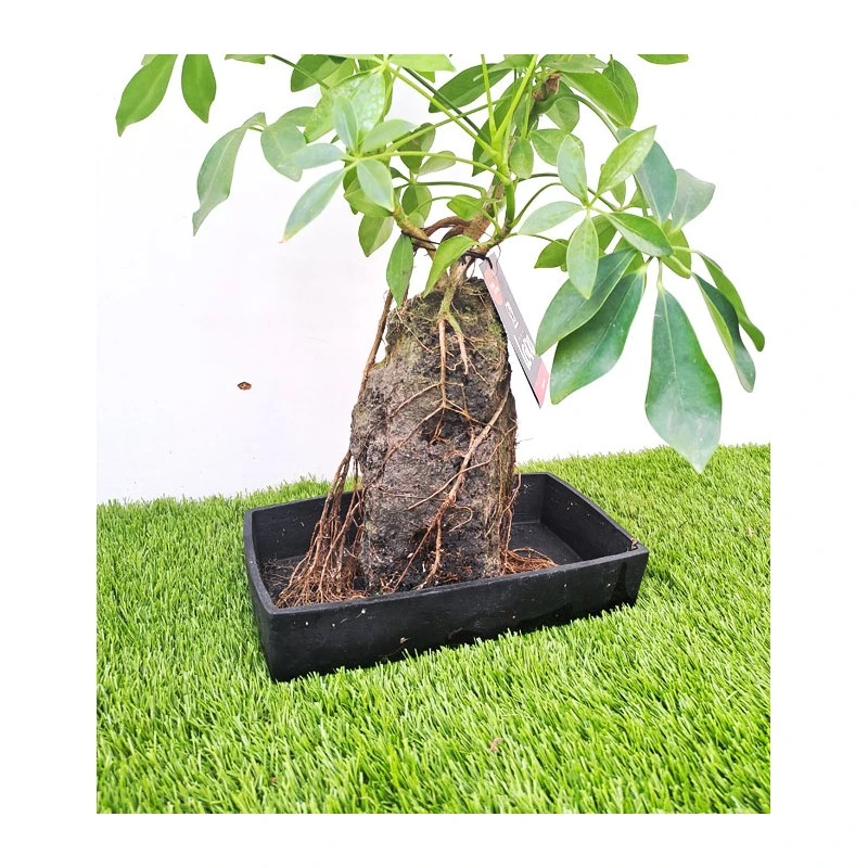 Schefflera Arboricola En Piedra 3 Schefflera Arboricola En Piedra - Imagen 3