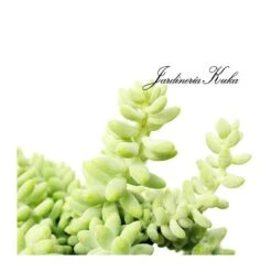 Sedum Burrito -Jardín Y Exteriores sedum burrito 1