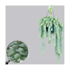 Sedum Burrito -Jardín Y Exteriores sedum burrito 2