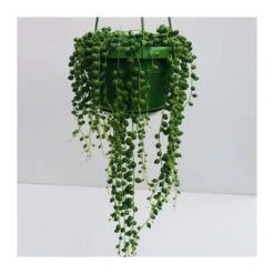 Senecio Rowleyanus -Jardín Y Exteriores senecio rowleyanus 1