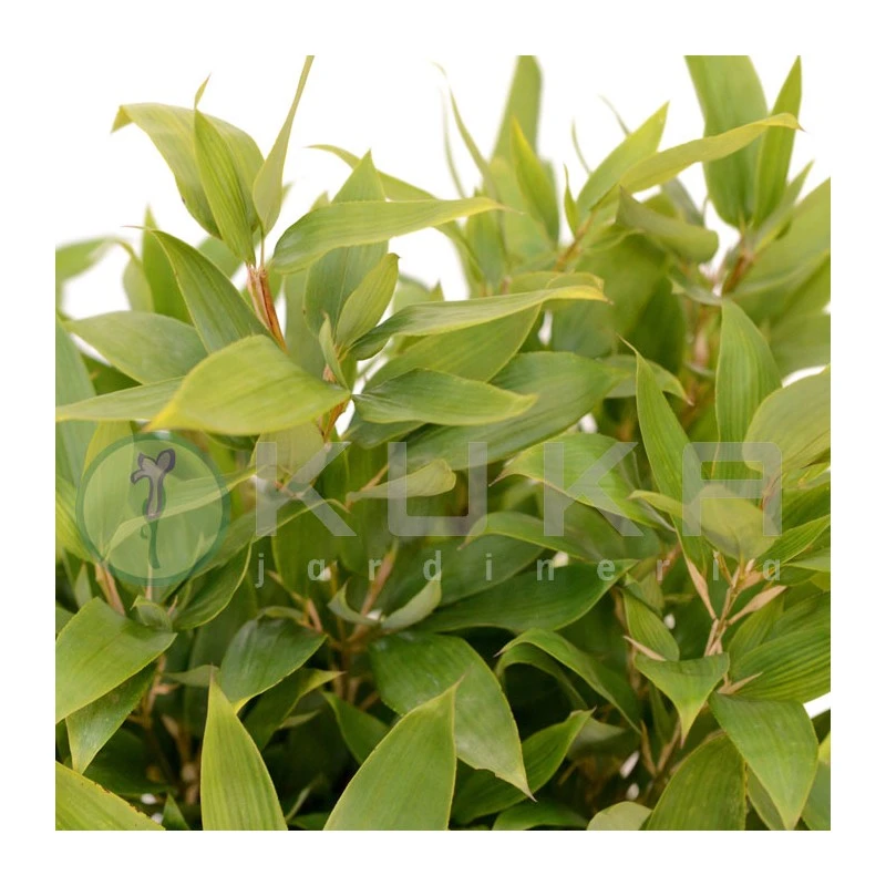 Shibataea Kumasaka 1 Shibataea Kumasaka