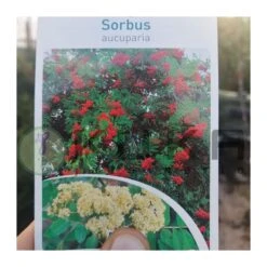 Sorbus Aucuparia