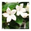 Stephanotis Jazminoides Floribunda
