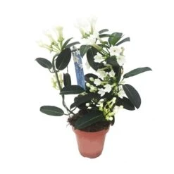 Stephanotis Jazminoides Floribunda -Jardín Y Exteriores stephanotis jazminoides floribunda 2