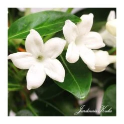 Stephanotis Jazminoides Floribunda