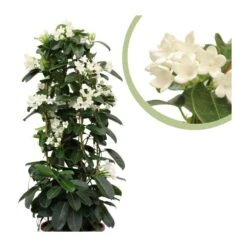 Stephanotis Jazminoides Floribunda -Jardín Y Exteriores stephanotis jazminoides floribunda 3