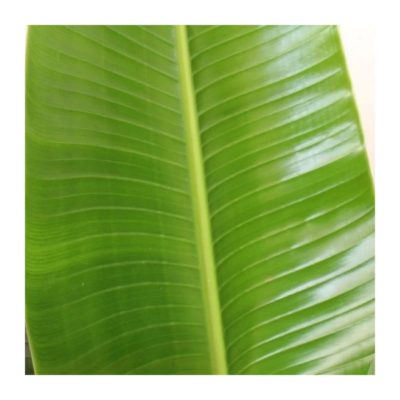 Strelitzia Nicolai EJEMPLAR 2 Strelitzia Nicolai EJEMPLAR - Imagen 2