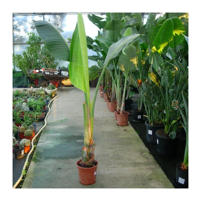 Strelitzia Nicolai EJEMPLAR 1 Strelitzia Nicolai EJEMPLAR