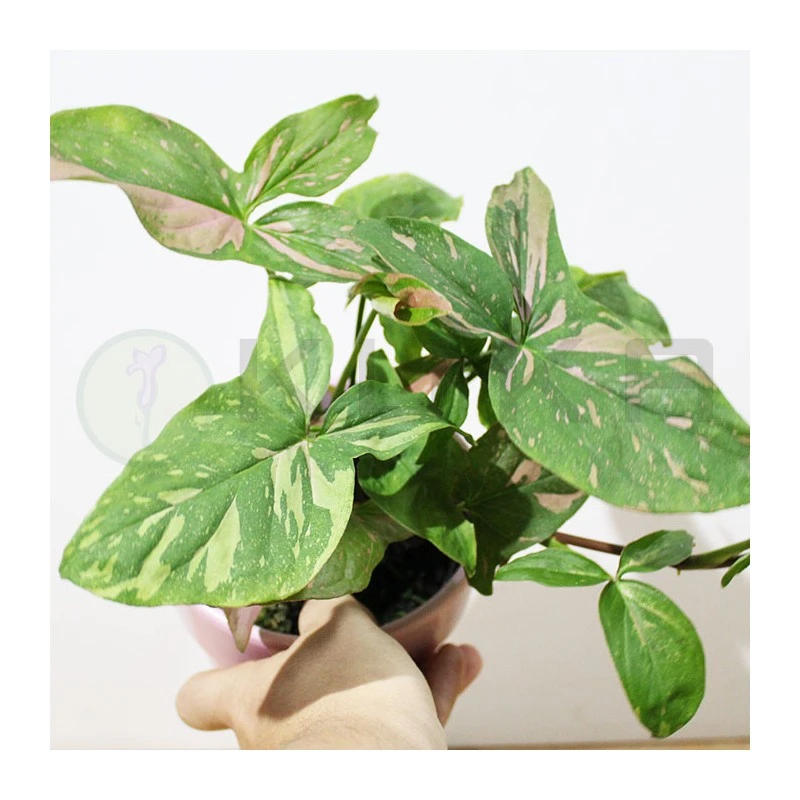 Syngonium Red Spot 2 Syngonium Red Spot - Imagen 2