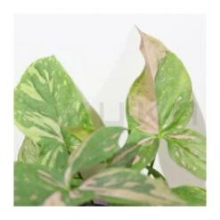 Syngonium Red Spot 5 Syngonium Red Spot -Jardín Y Exteriores syngonium 3