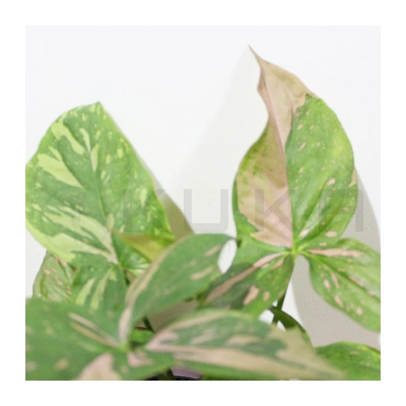 Syngonium Red Spot 3 Syngonium Red Spot - Imagen 3